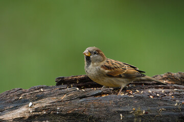 Male House Sparrow perched on a log eating birdseed