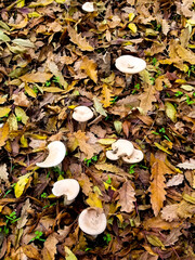 autumn in the forest