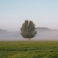 B&auml;ume im Nebel / Herbstlandschaft