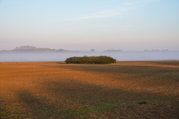 B&auml;ume auf einem Feld im Nebel vor blauem Himmel