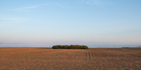 B&auml;ume auf einem Feld im Nebel vor blauem Himmel