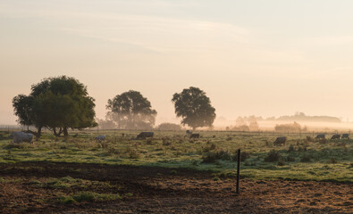 Landwirtschaft in Brandenburg / Deutschland im Nebel im Herbst