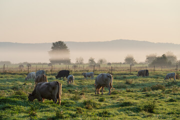 Landwirtschaft in Brandenburg / Deutschland im Nebel im Herbst