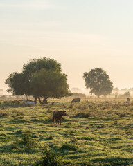 Landwirtschaft in Brandenburg / Deutschland im Nebel im Herbst