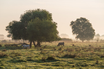 Landwirtschaft in Brandenburg / Deutschland im Nebel im Herbst