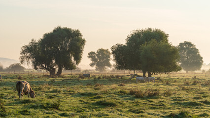 Landwirtschaft in Brandenburg / Deutschland im Nebel im Herbst