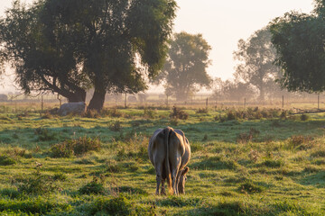 Landwirtschaft in Brandenburg / Deutschland im Nebel im Herbst