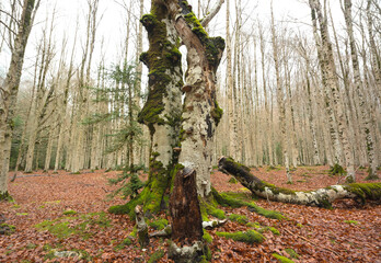 Forest landscape with trees with mushrooms, mosses and dry leaves