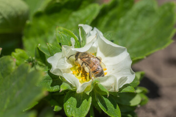 Honey bee collect nectar from Beautiful white strawberry flower in the garden. The first crop of strawberries in the early summer. Natural background.