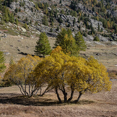 Autumn view in Claree valley, near Nevache vilage and Briancon, Hautes-Alpes, France