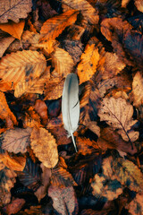 Une plume d'oiseau sur un tapis de feuille en forêt en automne
