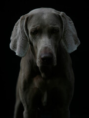 ein weimaraner hund guckt sehr traurig nach unten, studiofoto mit schwarzem hintergrund