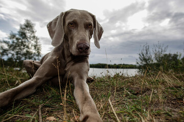ein weimaraner jagdhund am ufer eines sees mit weitwinkelobjektiv aufgenommen
