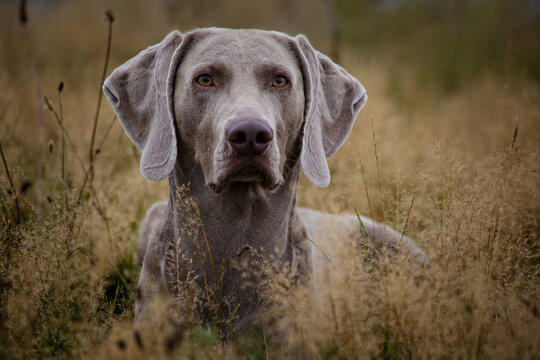 ein weimaraner jagdhund als portrait liegt in einer wiese