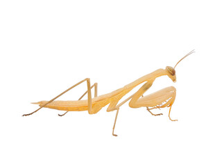 Baby Praying mantis isolated on white background, Mantis religiosa