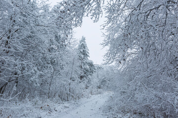 Cold forest. Winter. Trees. Freeze.  