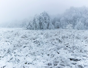 Cold forest. Winter. Trees. Freeze.  