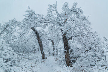 Cold forest. Winter. Trees. Freeze.  