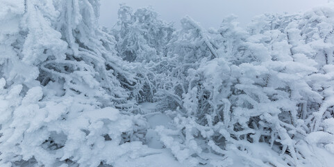 Cold forest. Winter. Trees. Freeze.  