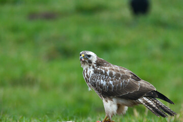 Mäusebussard