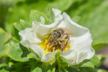 Honey bee collect nectar from Beautiful white strawberry flower in the garden. The first crop of strawberries in the early summer. Natural background.