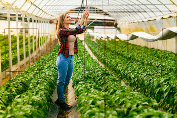 The owner of a small greenhouse with peppers checks the weather system.