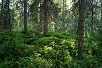 Fototapeta premium An old-growth summery taiga forest in Närängänvaara near Kuusamo, Northern Finland
