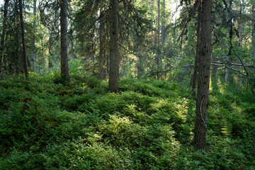 An old-growth summery taiga forest in Närängänvaara near Kuusamo, Northern Finland