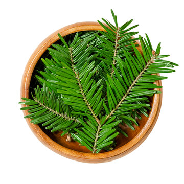 Small fir branches in a wooden bowl. Upper sides of fresh, green tips of European silver fir branches. Foliage of Abies alba, an evergreen coniferous tree. Close-up, from above, isolated, over white.