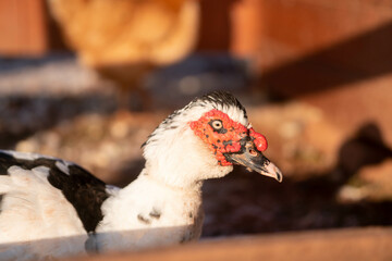 Close up of a muscovy duck, winter, Czechia