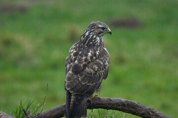 Mäusebussard Rückenansicht