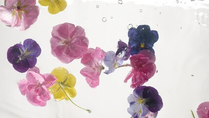 Colorful flowers floating in clear water. Static shot in slow motion of edible pink and yellow and purple pansy flowers in clear transparent water on white background - Powered by Adobe