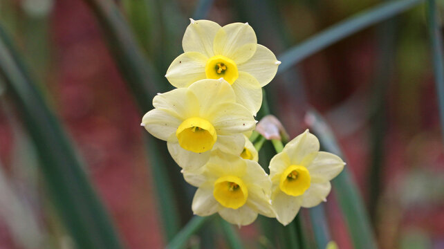 Narcissus flowers in Spring