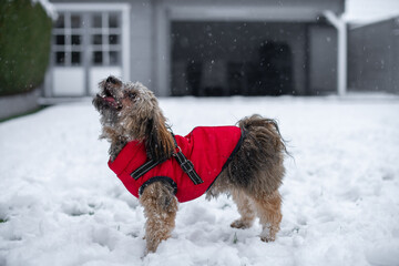 
Bolonka Hund mit roten Schneeanzug und Schnee im Gesicht und Schneeflocken im Hintergrund