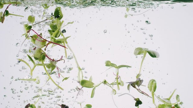 Microgreen falling in crystal clear water. Slow motion static shot of fresh organic microgreen falling in clean water and floating on surface on white background