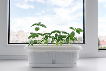 Young green fragrant basil grows in white pot on windowsill against background of city. Germinating organic seeds at home, buying greens for healthy eating. Gardening is hobby. Soft selective focus