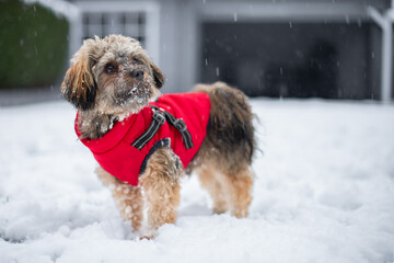 
Bolonka Hund mit roten Schneeanzug und Schnee im Gesicht und Schneeflocken im Hintergrund