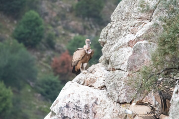 Fototapeta na wymiar Griffon Vulture on Rock in the Spanish pyrenees
