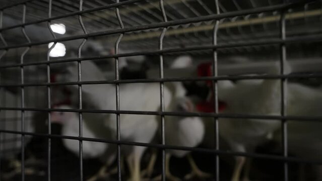 Raising livestock chicken bird animals at the agricultural farm. Farming chicken livestock for the production of poultry industry food. Farming chicken livestock inside the metal poultry cages.