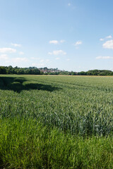 Fototapeta premium A field with green ears in Baden-Wuerttemberg, Germany