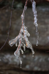 twig covered in ice