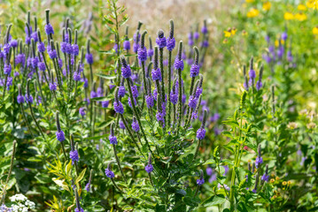 Hoary Vervain Growing In The Native Plant Garden