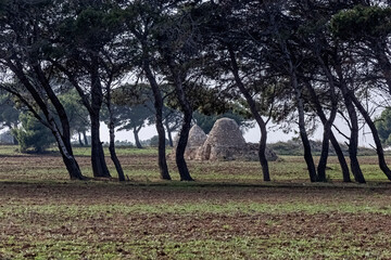Disused Trulli dwellings in a field in Puglia, Italy
