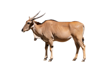 Eland antelope isolated on  transparent background