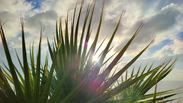 Palm Tree Leaves And Sun Footage.