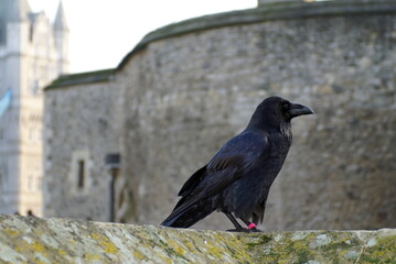 Common raven (Corvus corax) at the Tower of London, in London, England, in autumn
