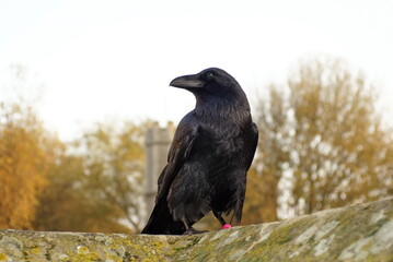 Obraz premium Common raven (Corvus corax) at the Tower of London, in London, England, in autumn