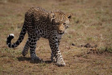 Fototapeta na wymiar A leopard in the Maasai Mara, Africa 