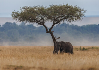 An Elephant in Kenya, Africa