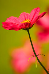 Sunshine on a Pink Cosmo Flower